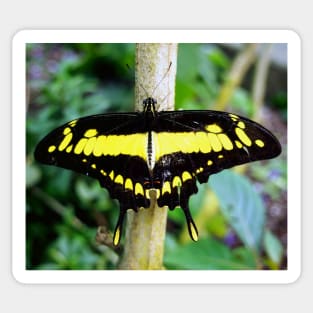 Black and Yellow Butterfly Sticker